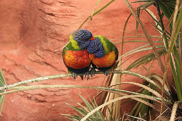 2005 Avifauna (34)